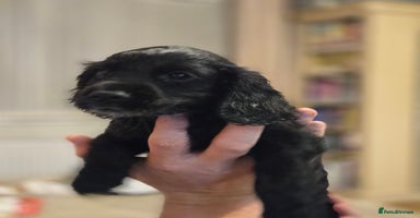 Cocker Spaniel dogs - Advert 14