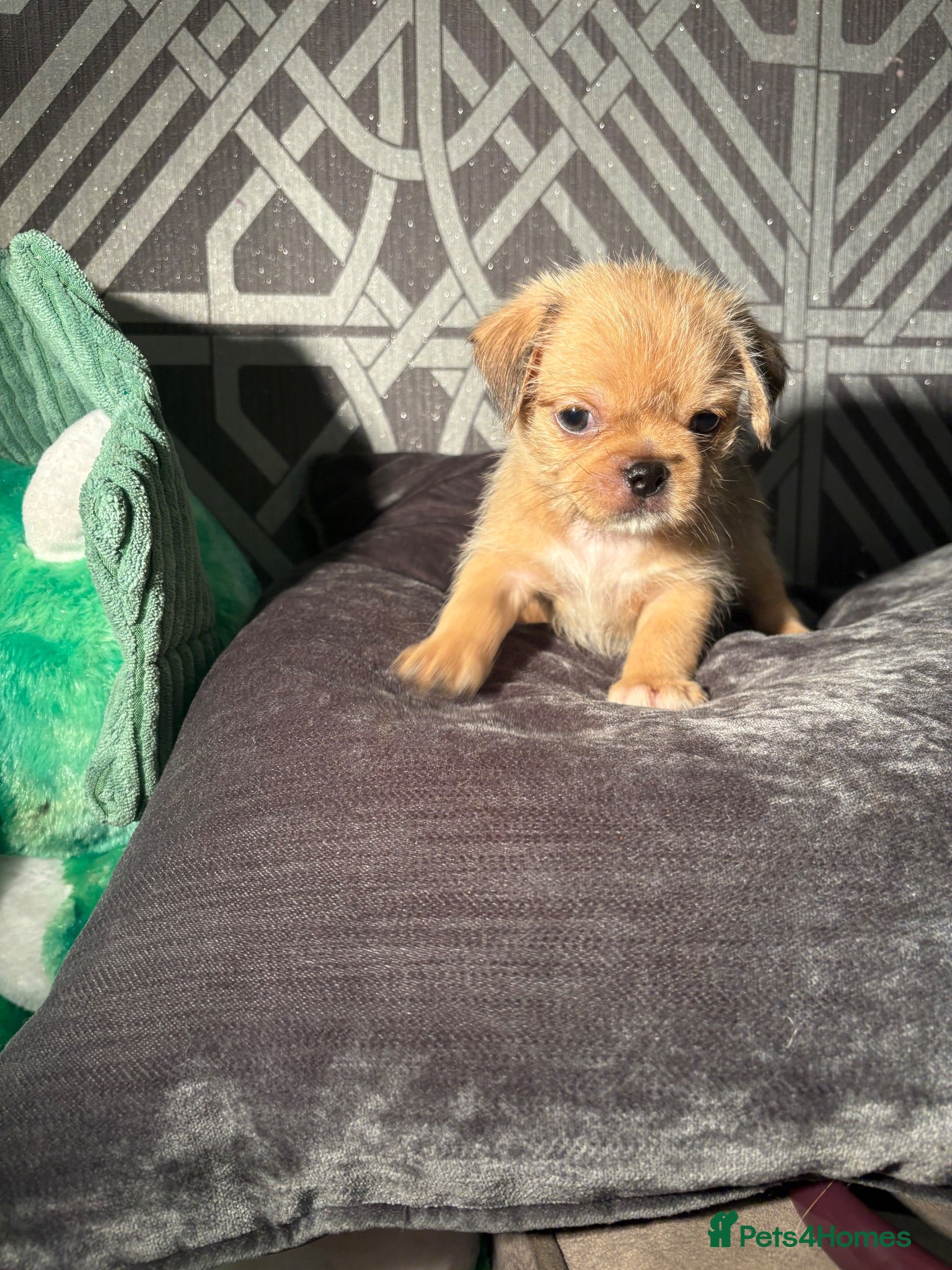 Mixed Breed dogs Brussels Griffon - Advert 12