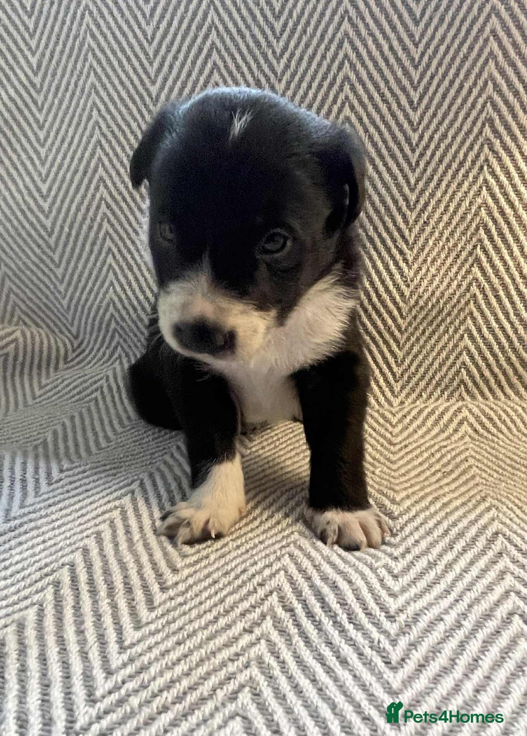 Border Collie dogs for sale: Border collie pups - Image 12