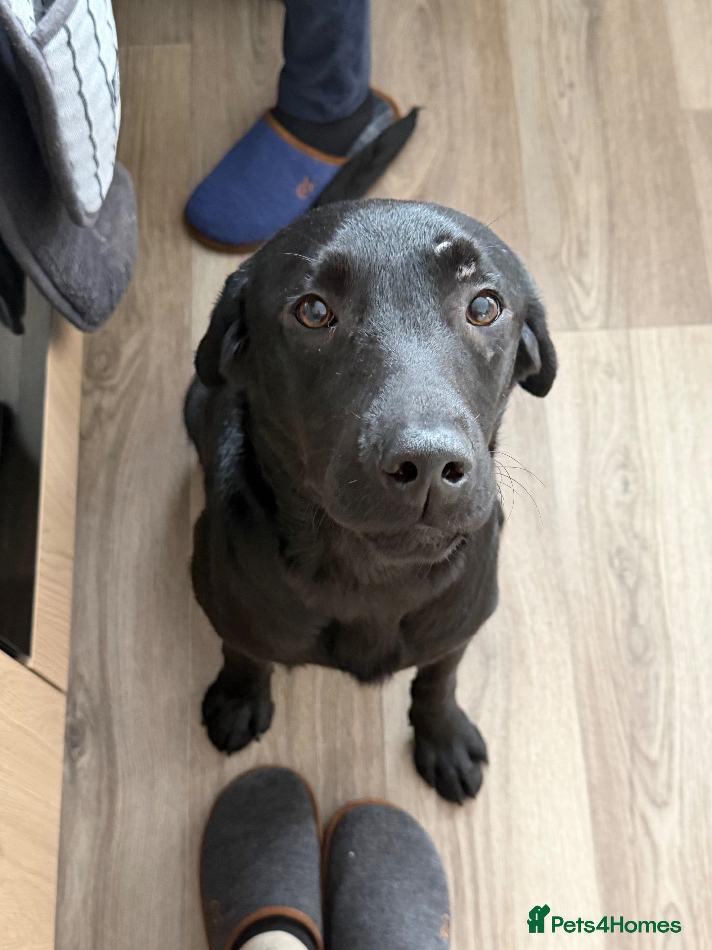 Labrador Retriever dogs Tattie - Advert 3
