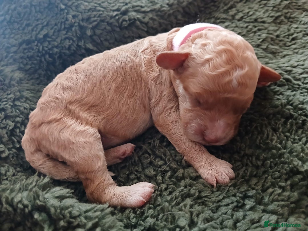 Cockapoo dogs for sale: READY NOW 5* F2B Apricot Merle Cockapoos - Image 26