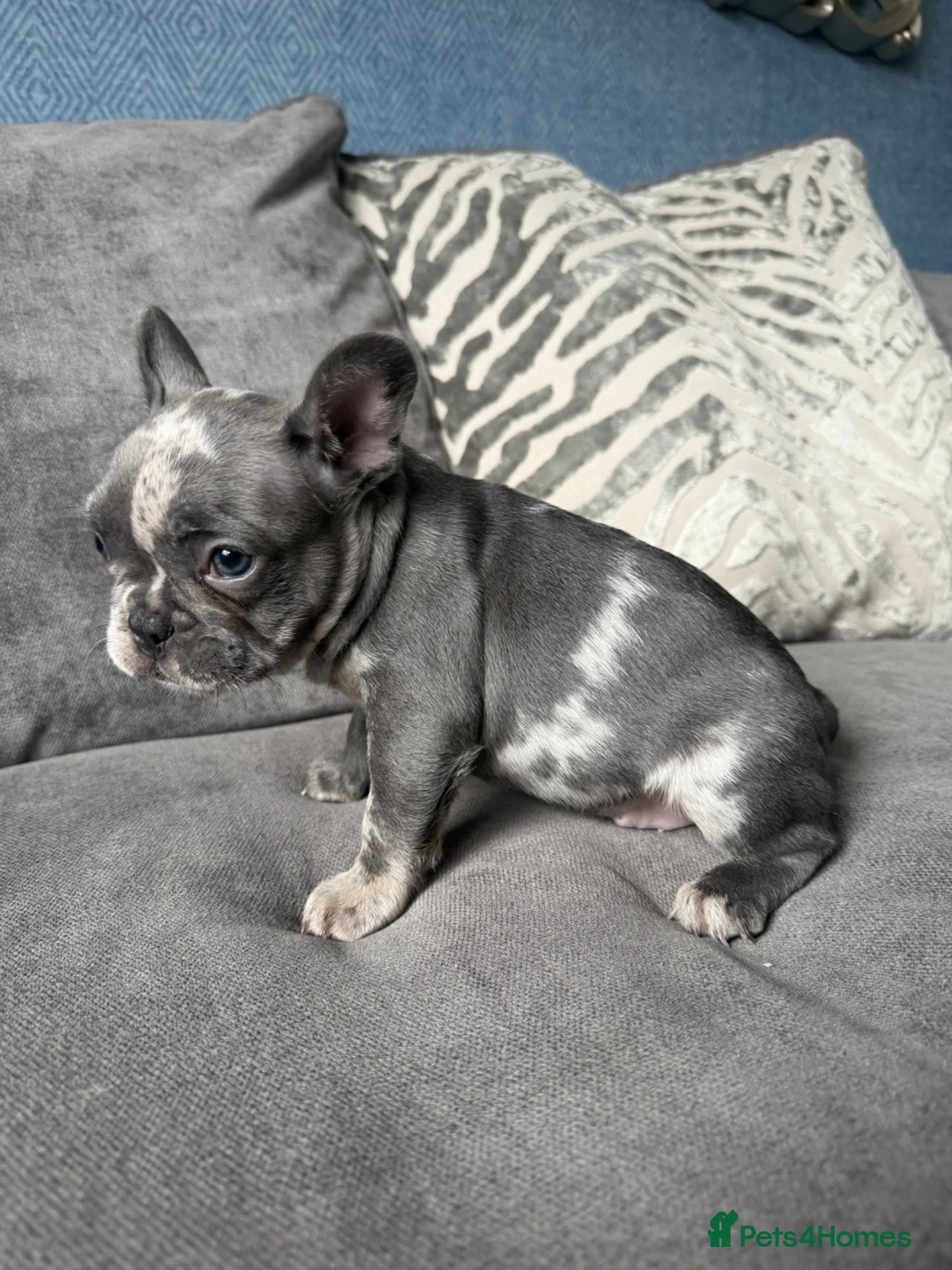 French Bulldog dogs for sale: 1 male French bulldog left merle - Advert 1