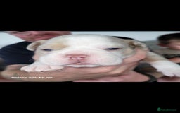 Olde English Bulldogge dogs for sale: Old English Bulldog Puppies - Image 37