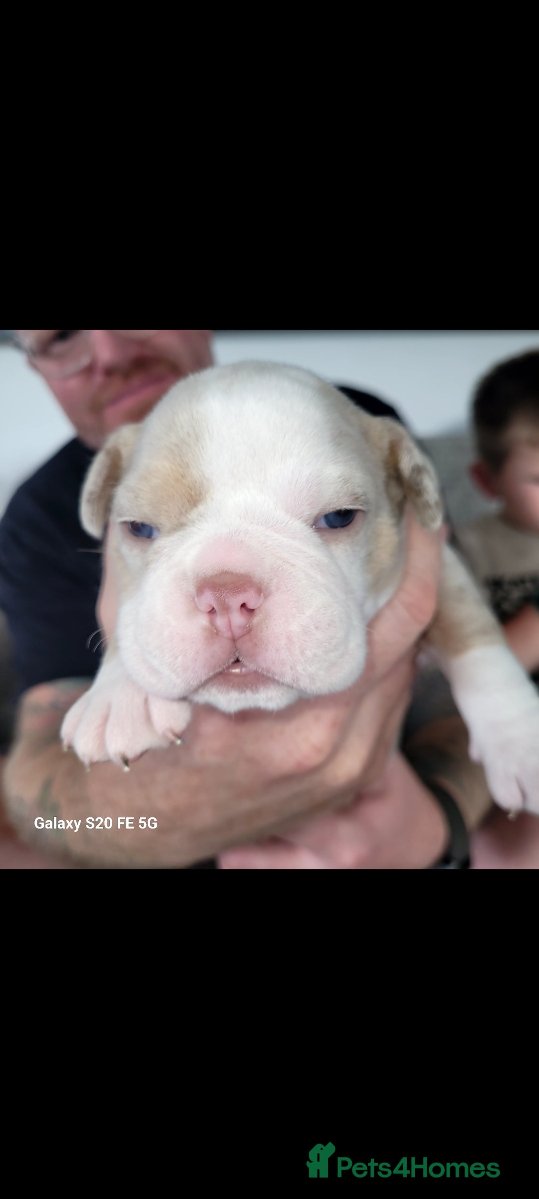 Olde English Bulldogge dogs for sale: Old English Bulldog Puppies - Image 37