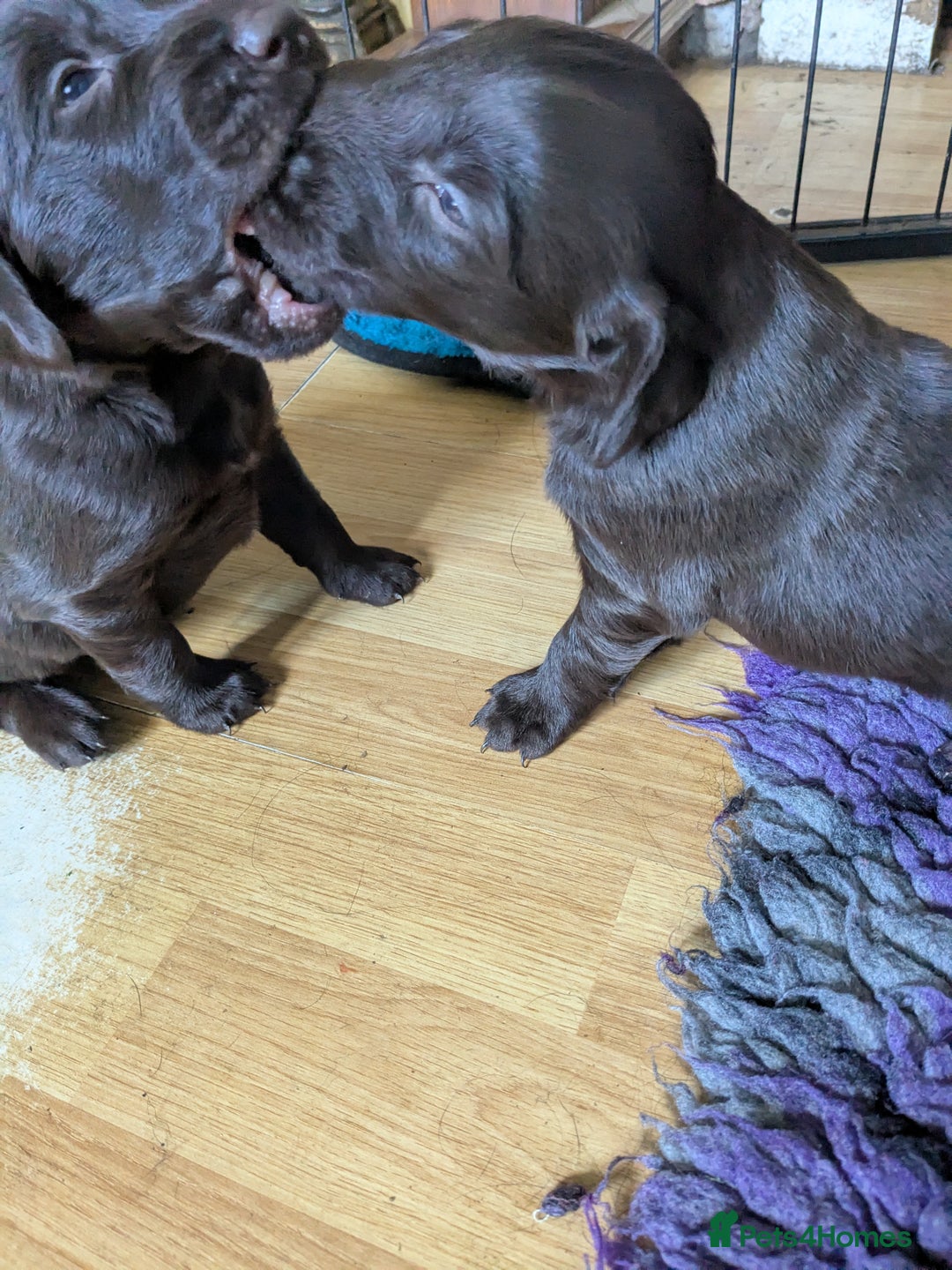 Flat coated Retriever dogs for sale: Flatcoated Retriever puppies  - Image 6