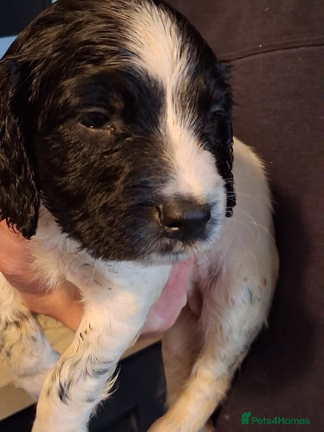 English Springer Spaniel dogs for sale: 4 black & white spaniel bitch puppies - Advert 2