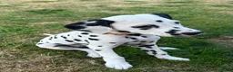 Dalmatian dogs for sale: KC reg full hearing Dalmatian Puppies  - Advert 22