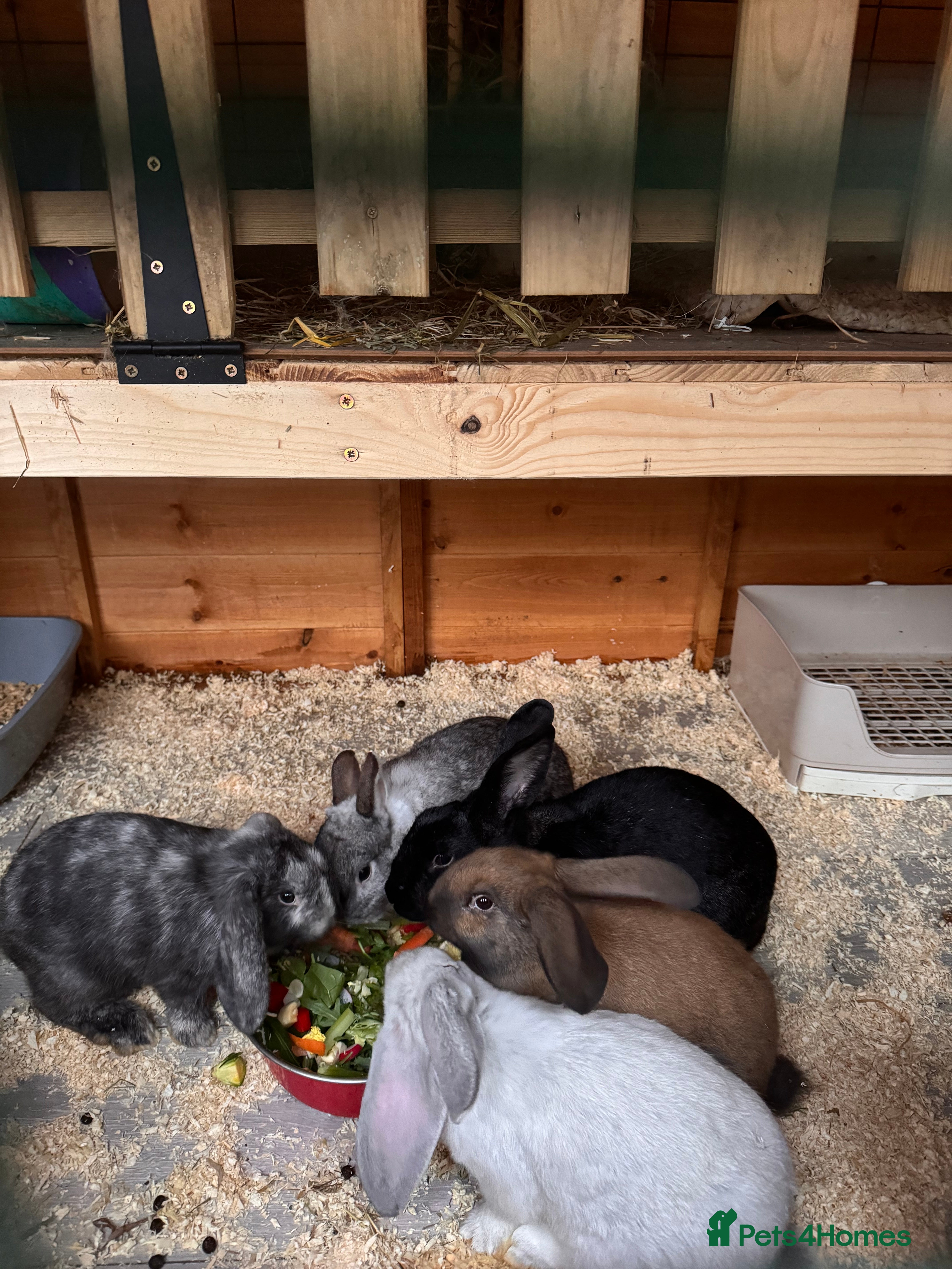 Mixed Breed rabbits French lop cross - Advert 1