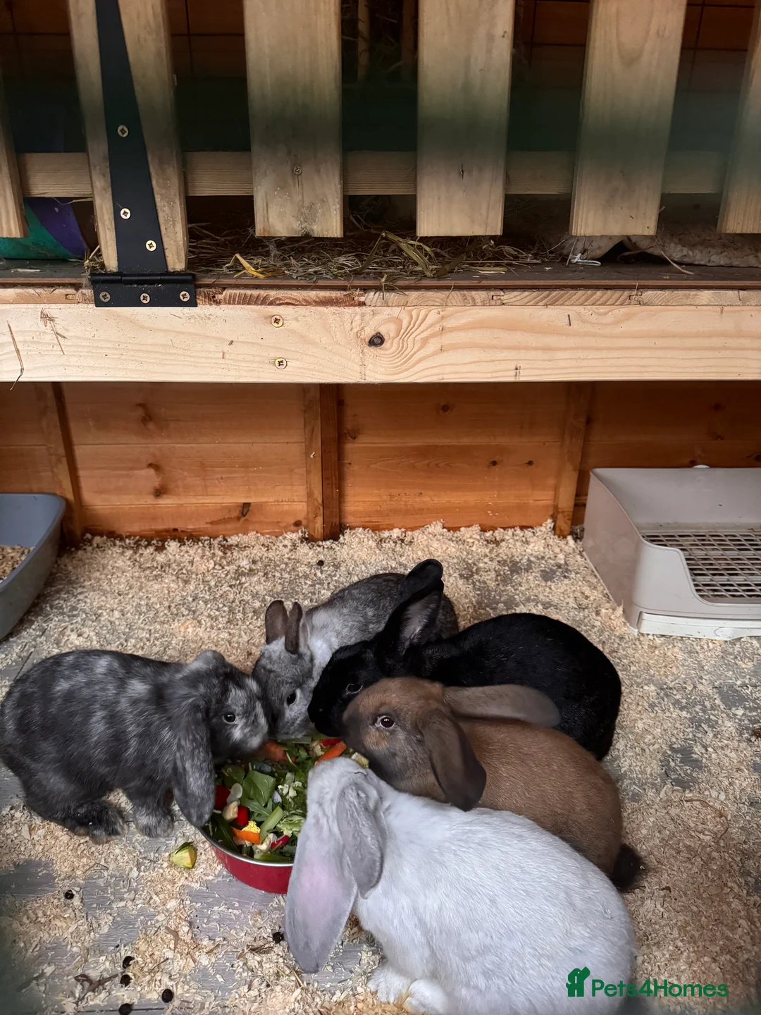 Mixed Breed rabbits for sale: French lop cross - Advert 1