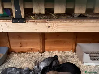 Mixed Breed rabbits French lop cross - Advert 8