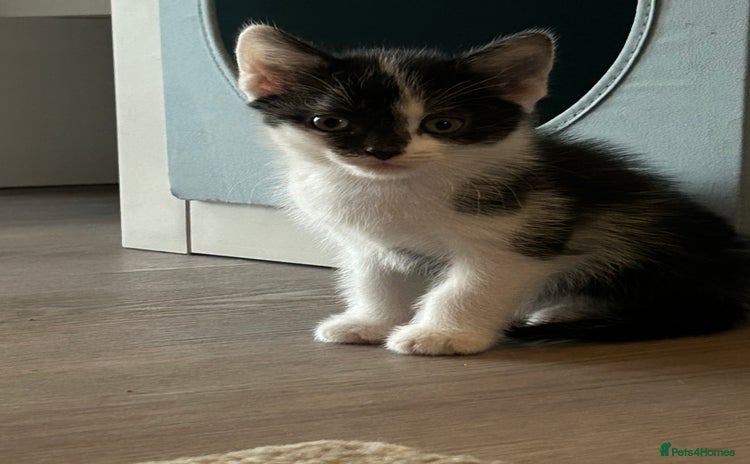 Mixed Breed cats - Advert 7
