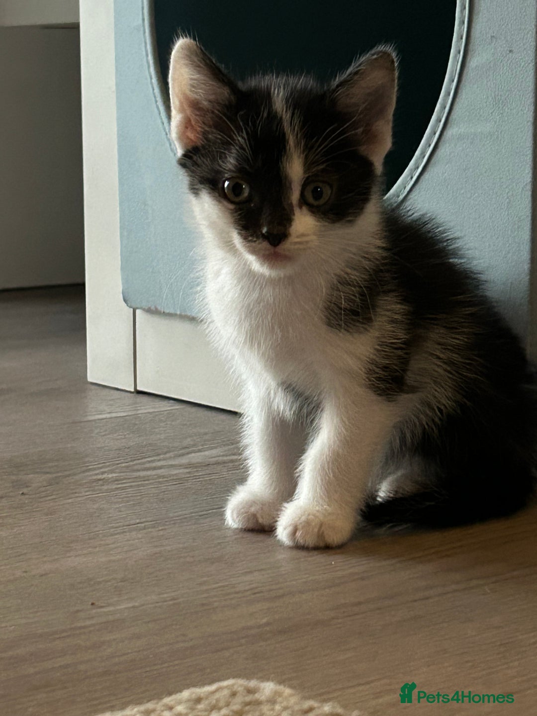 Mixed Breed cats for sale: 2 beautiful loving boys ready for new homes - Image 1