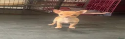 Chihuahua dogs for sale: Last chihuahua puppy REDUCED  - Advert 7