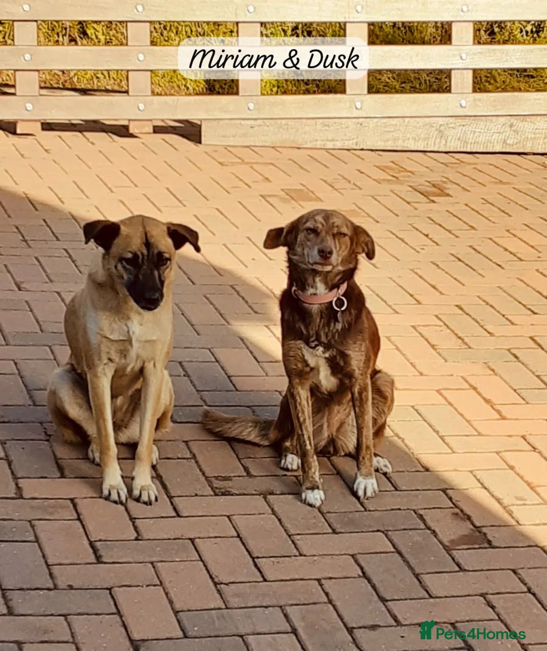 Mixed Breed dogs for adoption: Miriam, 14 months approx. Available for adoption.. - Advert 27