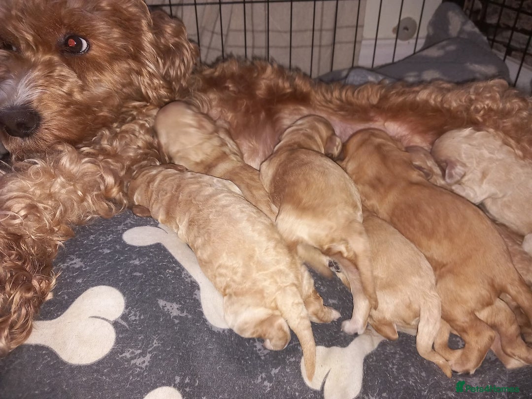 Cockapoo dogs for sale: Beautiful litter of 8 cockapoos  - Advert 2