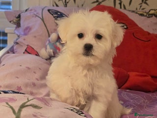Maltese dogs Fully vaccinated💫Tiny Maltese! 1 boy left💫 - Advert 2