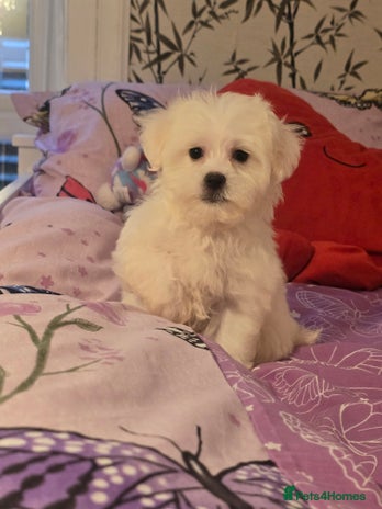 Maltese dogs Fully vaccinated💫Tiny Maltese! 1 boy left💫 - Advert 7
