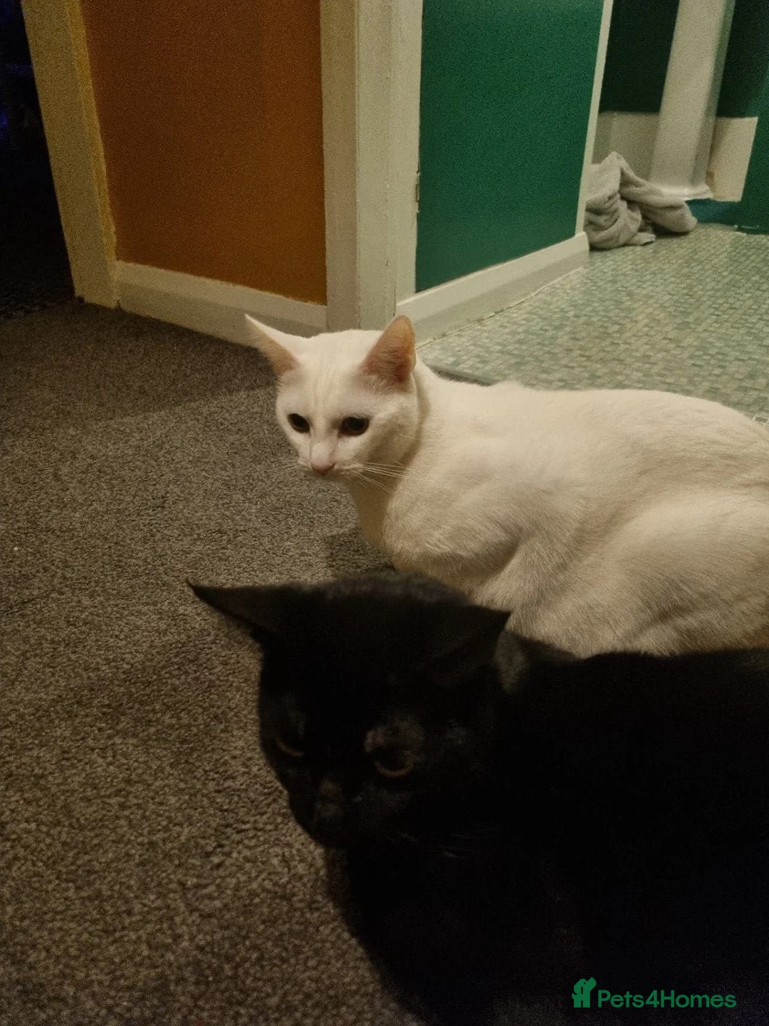 Mixed Breed cats for sale: Female sister house cats  - Advert 9