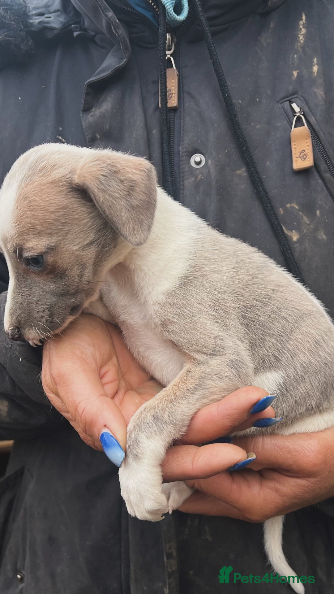 Whippet dogs for sale: Beautiful whippets looking for there forever homes - Advert 8