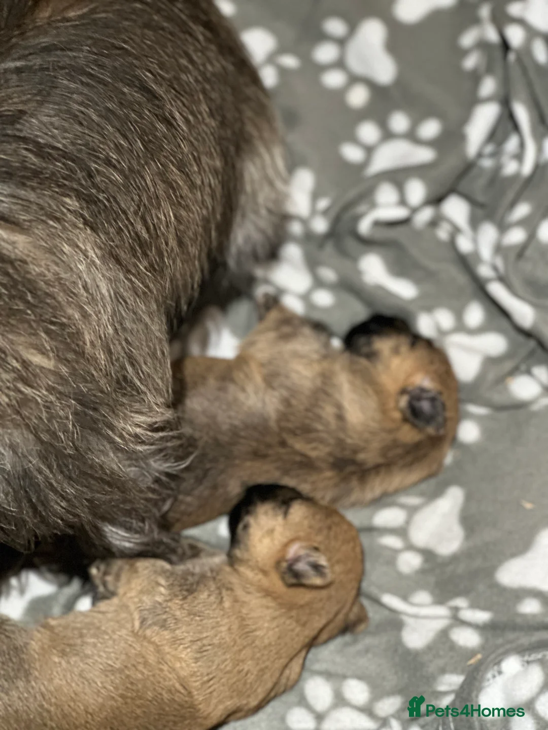 Cairn Terrier dogs for sale: Cairn terrier pups  - Advert 4