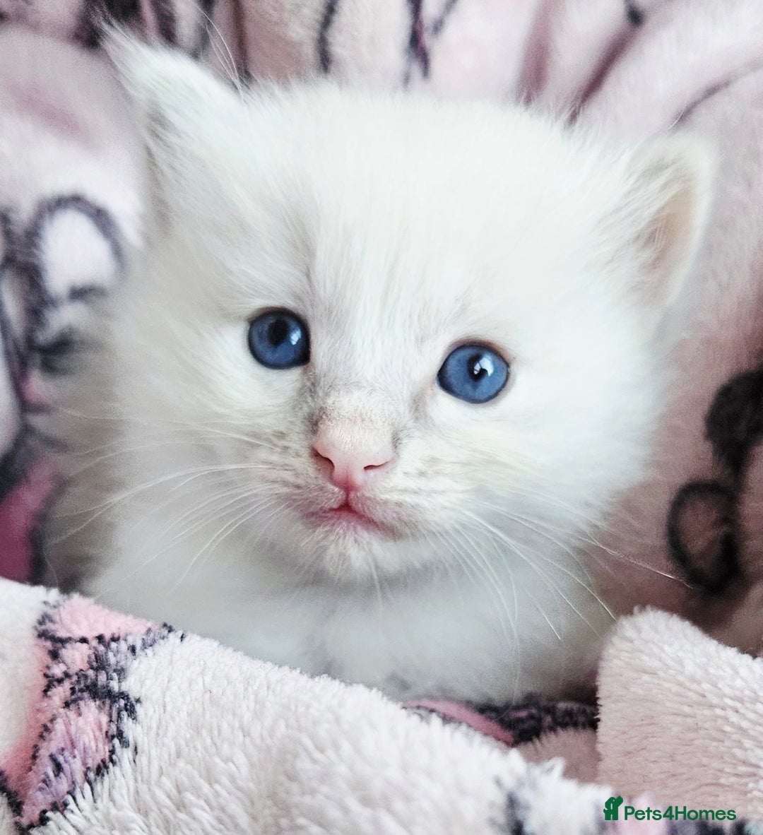 Ragdoll cats for sale: Stunning pure ragdoll kittens - Advert 3