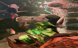 Cichlids fish for sale: Green Terror (Gold Saum variant) for sale - Image 2