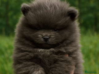 Pomeranian dogs for sale: Stunning Blue Pomeranian Female - Advert 1