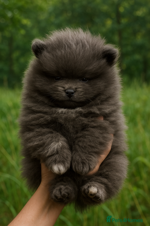 Pomeranian dogs Stunning Blue Pomeranian Female - Advert 1