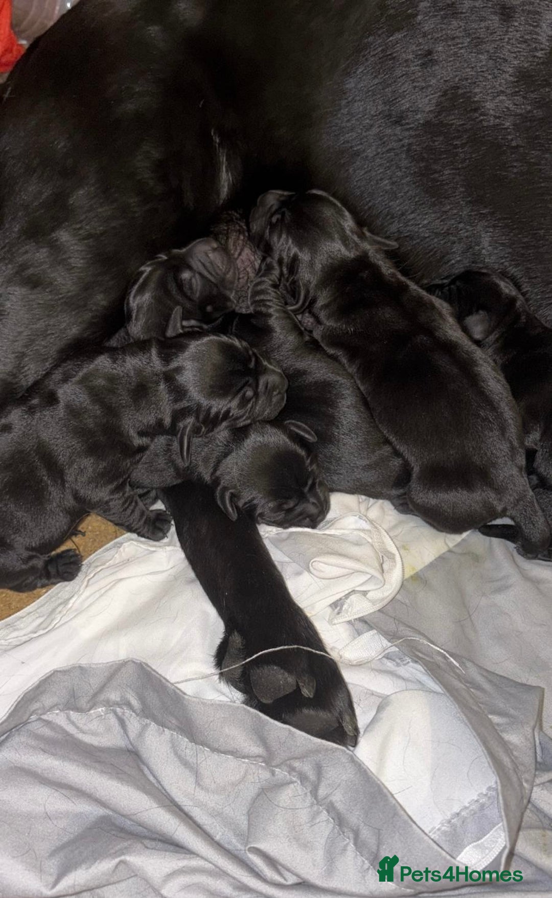 Labrador Retriever dogs for sale: 3 gorgeous black Labrador puppies - Image 1