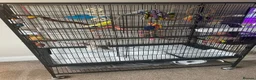 Budgerigars birds for sale: Pair of male budgies  in Seaham - Advert 2