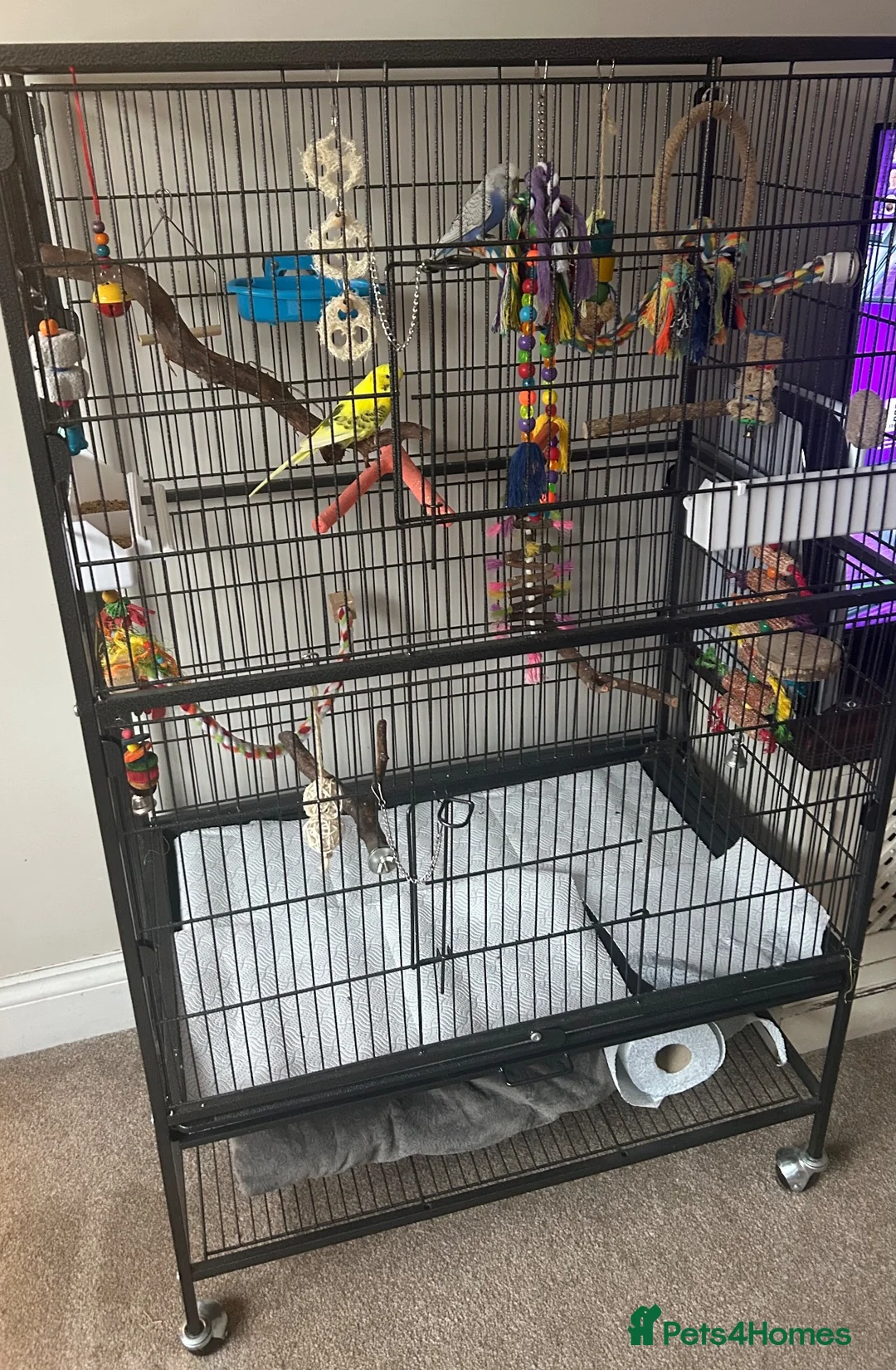 Budgerigars birds for sale: Pair of male budgies  in Seaham - Advert 2