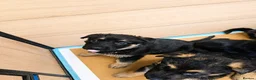 German Shepherd dogs for sale: German Shepherd Puppies From Outstanding Parents - Advert 10