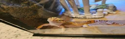 Leopard Gecko reptiles for sale: Leo gecko in Bishop's Stortford - Advert 1