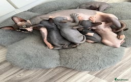 Sphynx cats for sale: Sphynx seal point girl  - Image 4