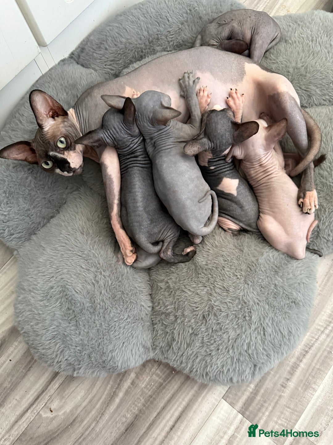 Sphynx cats for sale: Sphynx seal point girl  - Image 4