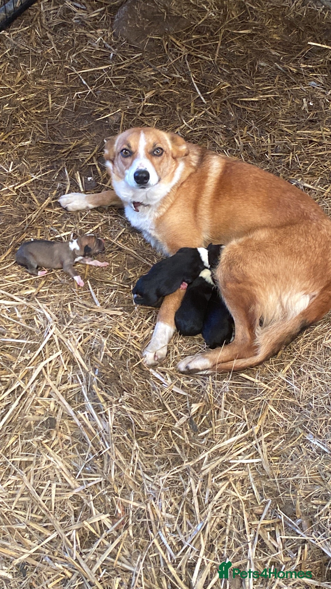 Border Collie dogs Collie puppies for sale - Advert 2