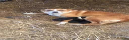 Border Collie dogs for sale: Collie puppies for sale - Advert 2
