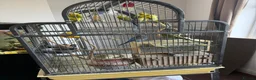 Budgerigars birds for sale: Budgies  - Advert 7