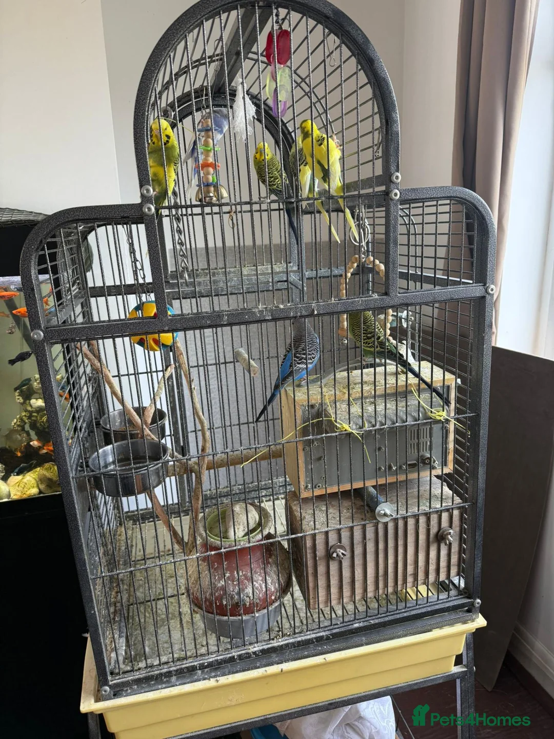 Budgerigars birds for sale: Budgies  - Advert 7