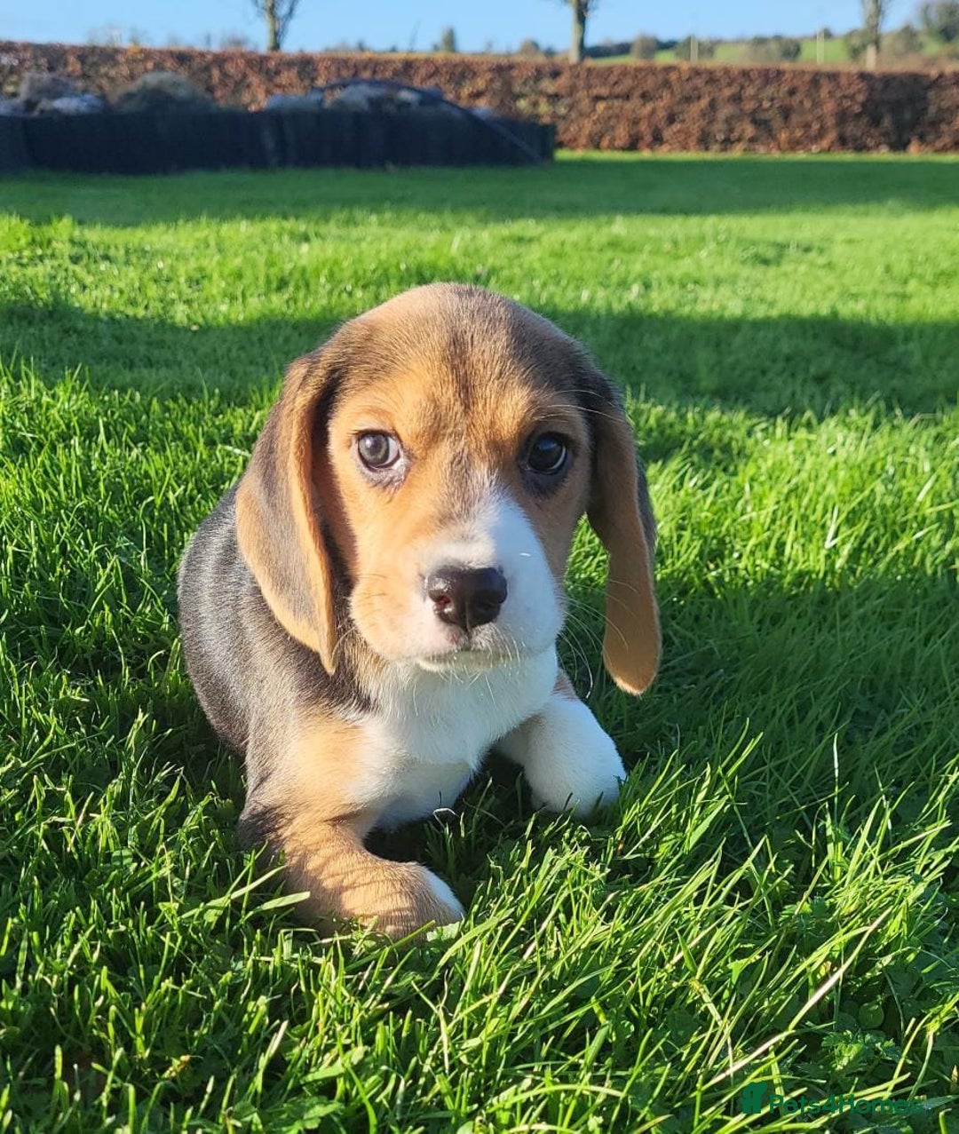 Beagle dogs for sale: Health checked beagle puppies - Advert 1