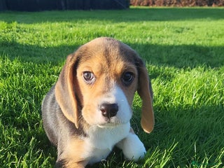 Beagle dogs Health checked beagle puppies - Advert 2