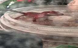 Gecko reptiles for sale: Crested gecko eggs  - Image 2