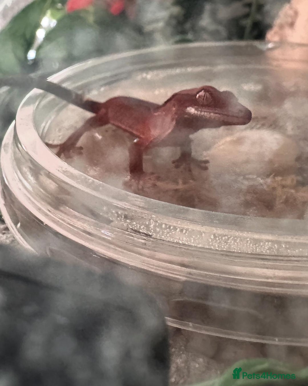 Gecko reptiles for sale: Crested gecko eggs  - Image 2