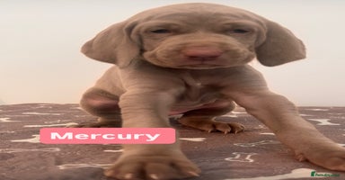 Weimaraner dogs - Advert 1