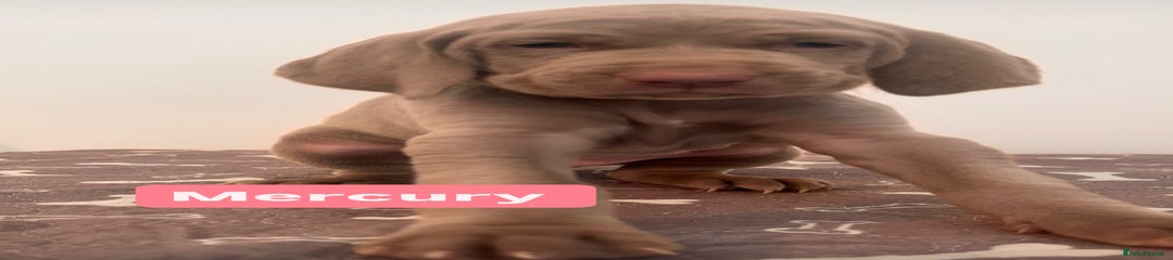 Weimaraner Puppy 3