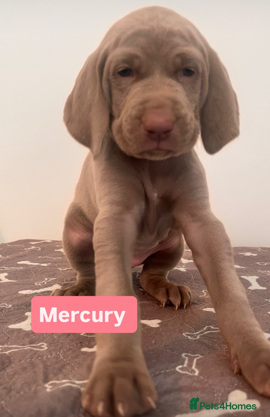 Weimaraner dogs for sale: Weimaraner litter - Image 3