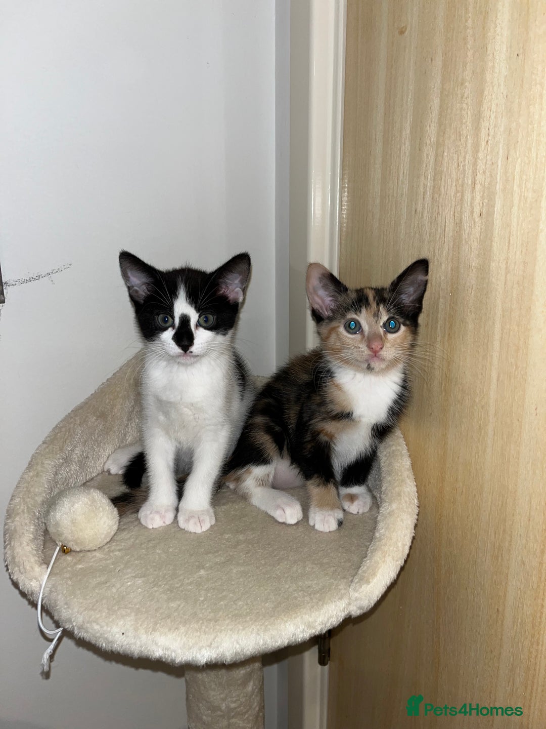 Mixed Breed cats for sale: Adorable Kittens Looking for Loving Homes 🐾 - Image 2