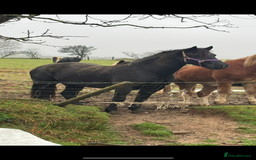 Welsh Section D horses for sale: Section D beautiful Black Mare Magic - Image 25