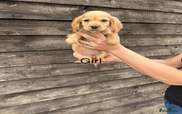 Cocker Spaniel dogs for sale: Cocker spaniel puppies  - Image 8