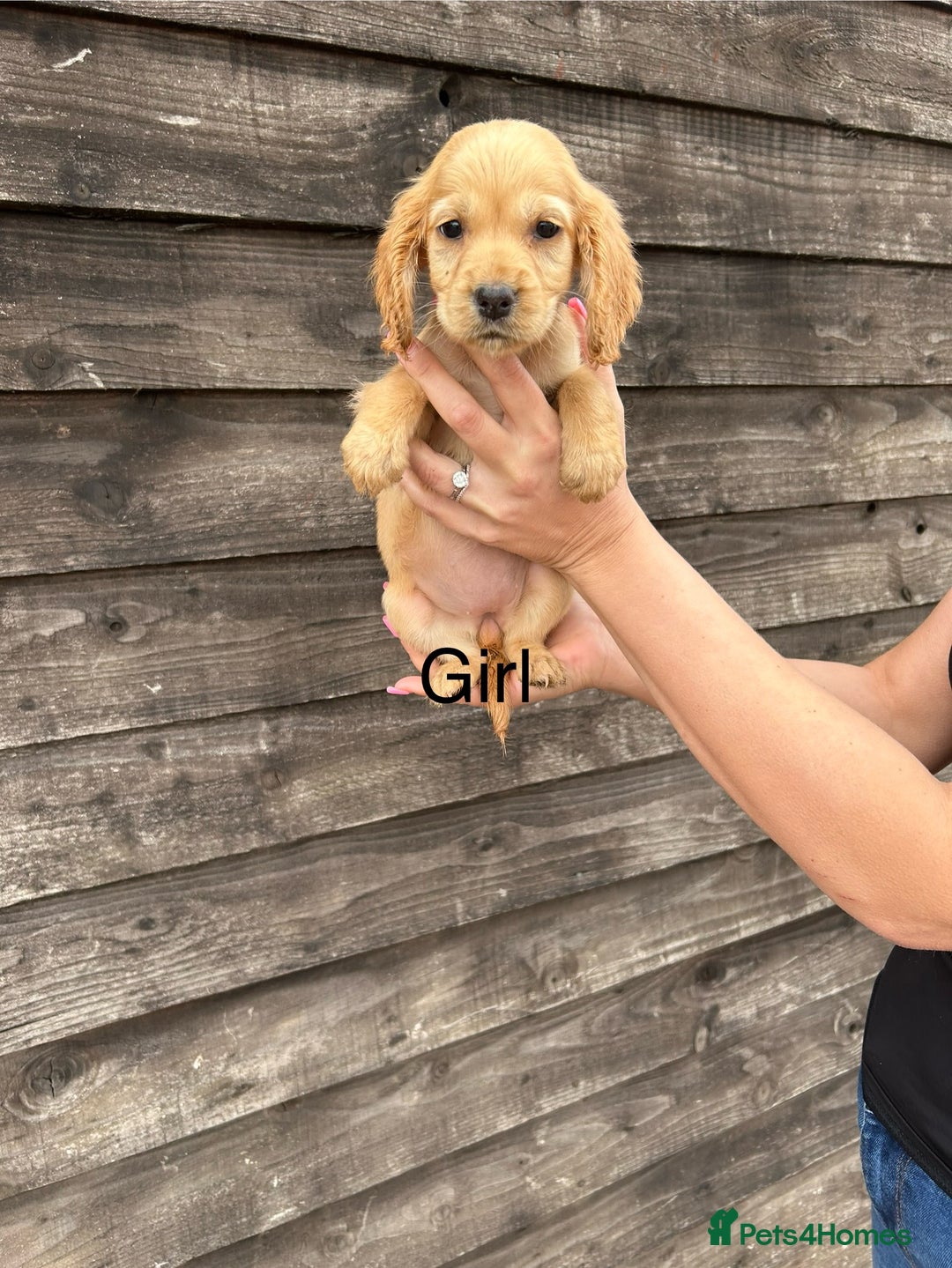 Cocker Spaniel dogs for sale: Cocker spaniel puppies  - Image 8